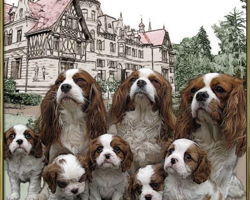 Cavalier King i EnteroZOO 