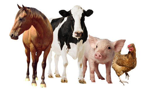 EnteroZOO pro hospod&aacute;řsk&aacute; zv&iacute;řata